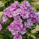 Флокс Freckle Pink Shades ® Trademark 1 шт.