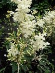 Филипендула Variegata 1 шт.