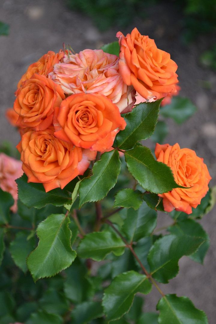 Роза спрей лайт оранж фото