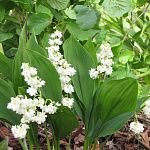 Ландыш Flore Pleno 1 шт.