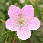 Герань Kashmir Pink 1 шт.
