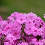 Флокс Minnehaha (amplifolia) 1 шт.